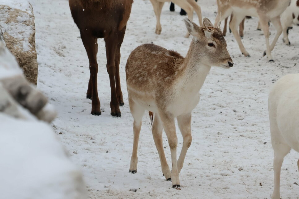 Wildpark Aurach im Winter - Reh