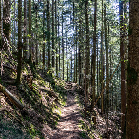 Die Sonne strahlt durch die Baumkronen und beleuchtet den erdigen Weg, der durch den ruhigen Wald führt.