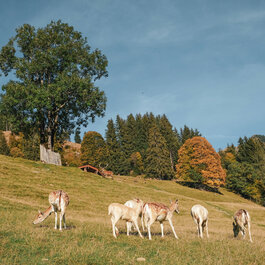 Eine Gruppe von Rehen grast friedlich auf einer weitläufigen Wiese, umgeben von bunten Bäumen und sanften Hügeln.