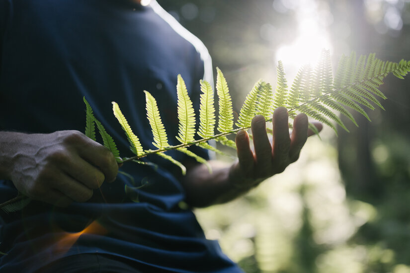 Nahaufnahme Blatt in den Händen