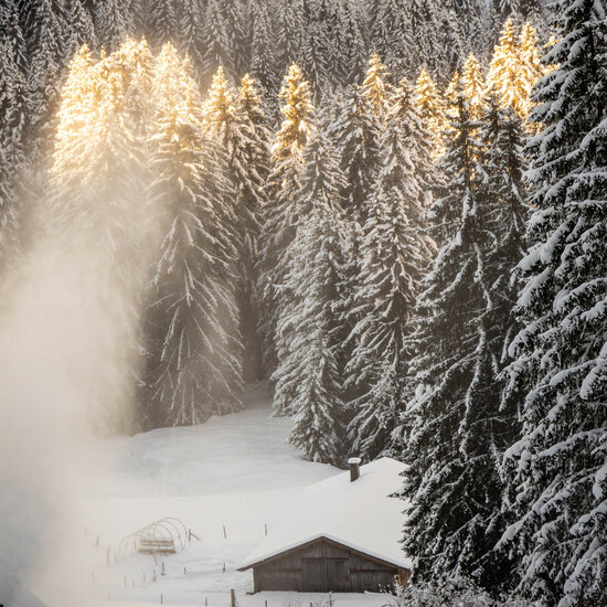 Winterwandern in Kitzbühel - der verschneite Wald