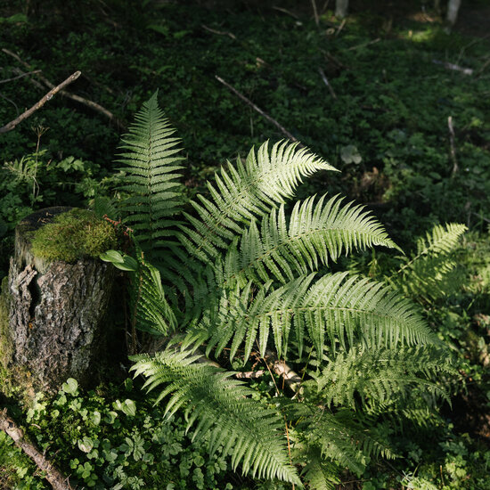Morgens zur Seidalm Wandern Sommer 2023 (c) Kitzbühel Tourismus (49) Morgens zur Seidalm Wandern Sommer
