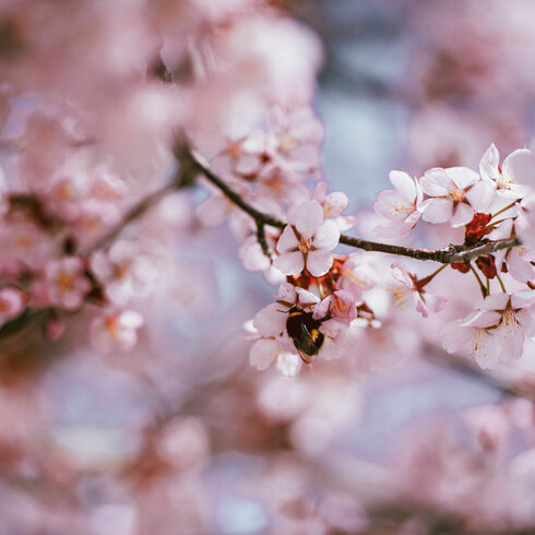 KIrschlüten blühen in Kitzbühel im Frühling