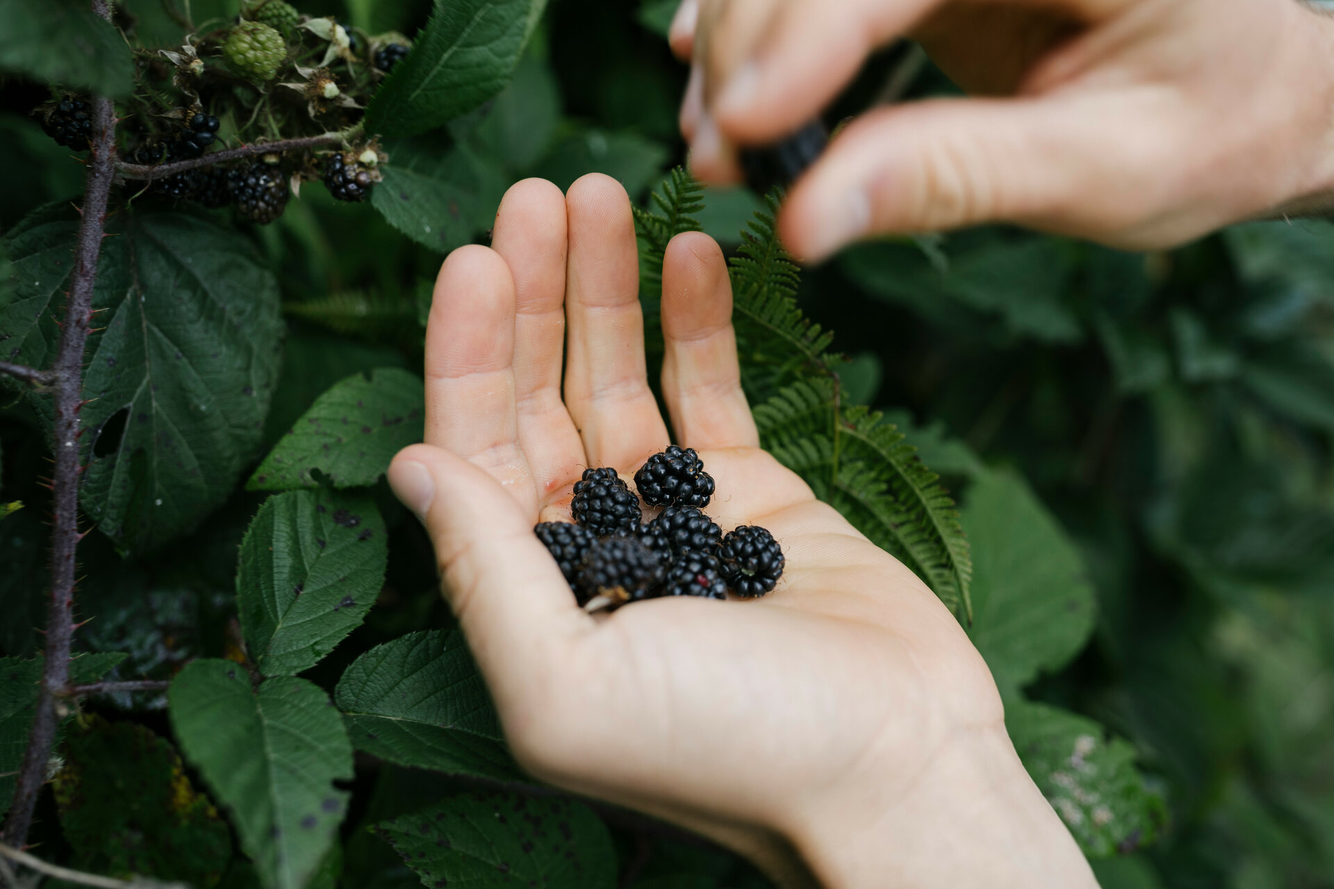 Eine Hand hält frische, saftige Brombeeren, umgeben von üppigem, grünem Laub in einer natürlichen Umgebung.