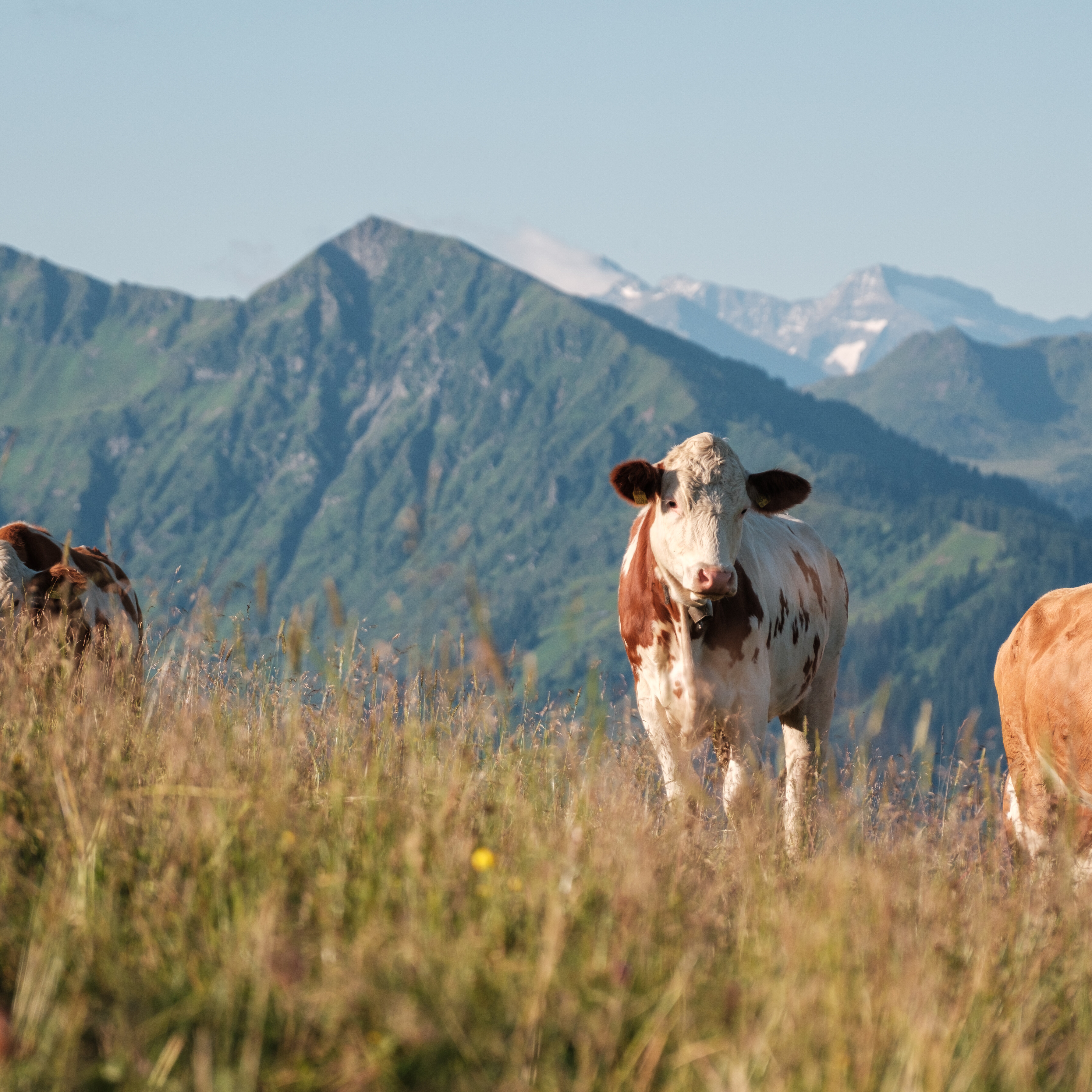 LH Südberge #LlocalHeroes