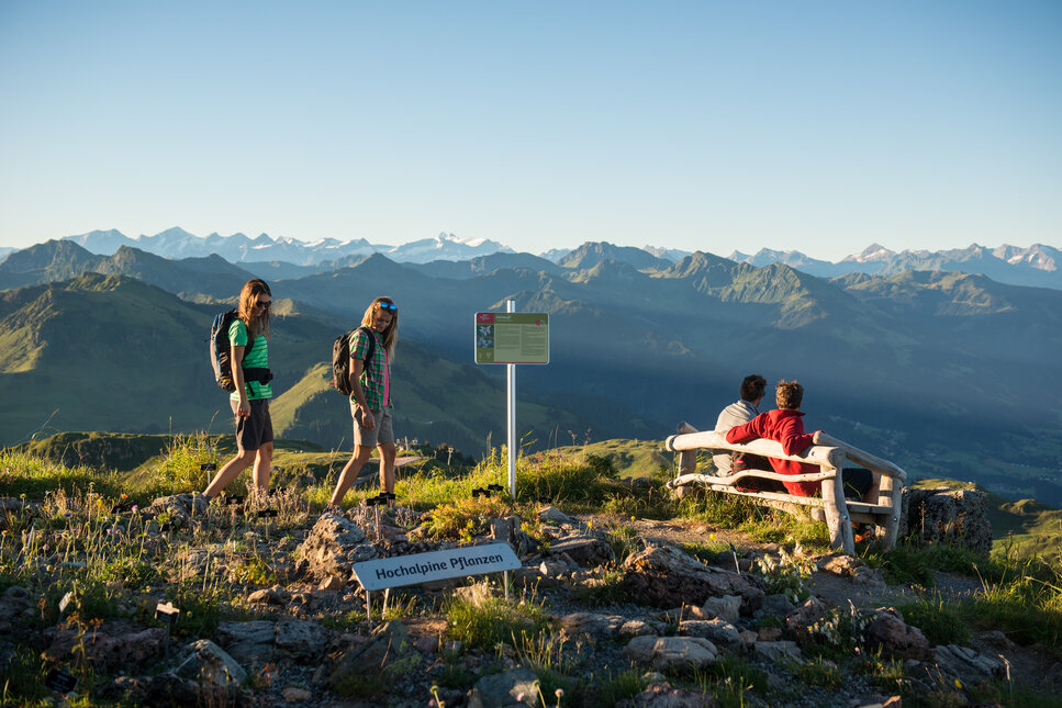 Alpenblumengartenweg am Kitzbüheler Horn mit Bergpanorama