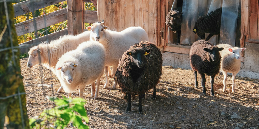 Sechs Schafe stehen in einem sonnigen Gehege, einige mit gelben Ohrmarken, umgeben von einem rustikalen Holzstall.