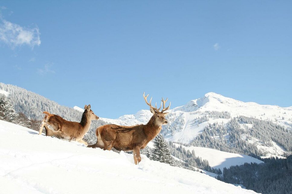 Wildpark Aurach im Winter - zwei Hirsche