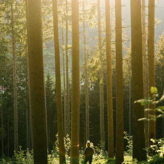 Aurach bei Kitzbühel - Wald im Sommer