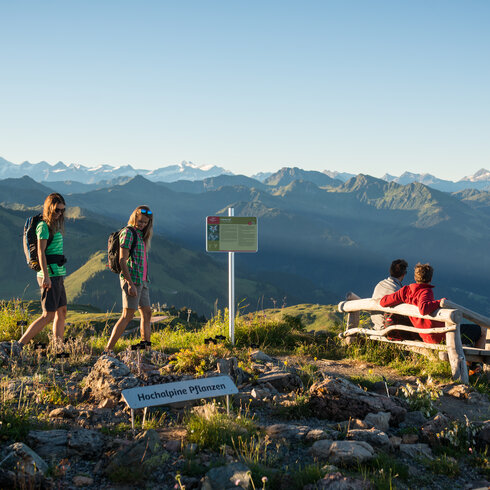 Alpenblumen Panoramaweg am Kitzbüheler Horn