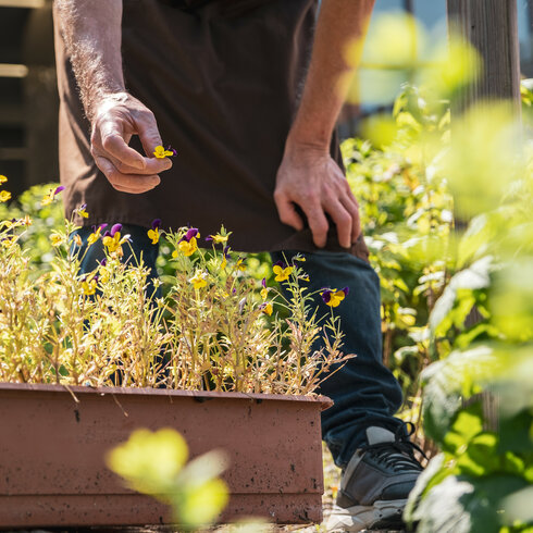Person im Kräutergarten