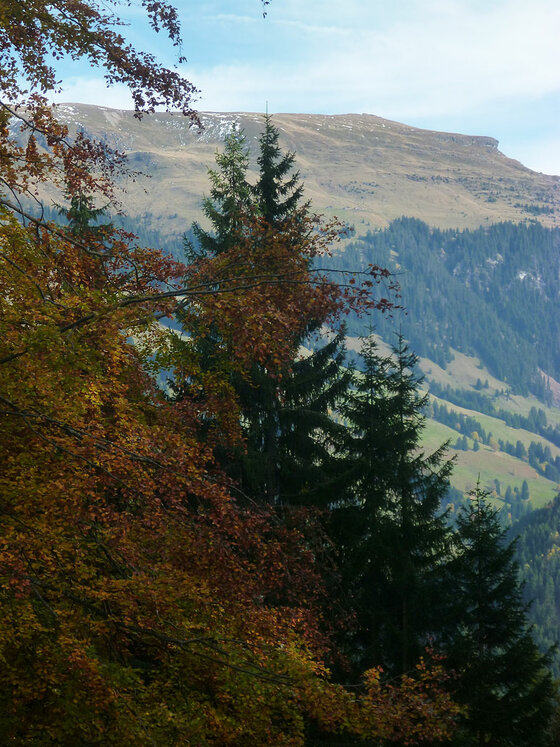 Blick durch herbstliche Laubbäume und Nadelbäume auf einen grasbewachsenen Bergrücken unter blauem Himmel.