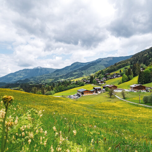 Grüne Wiese mit Blumen und Wald im Hintergrund