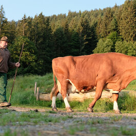 Ein Bauer führt eine große, braune Kuh auf einem schmalen Weg durch eine grüne Wiese, umgeben von Bäumen.