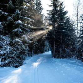 Auf der Langlaufloipe in Kitzbühel führt ein verschneiter Weg durch Wald mit hohen Tannen, Sonnenstrahlen fallen durch die Bäume.