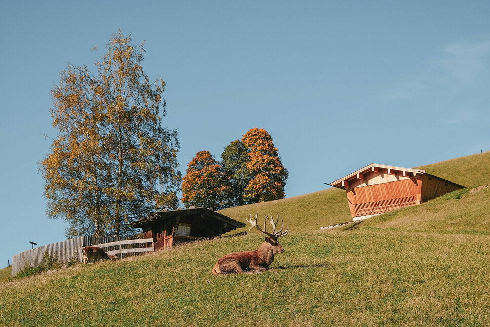 Im Herbst zeigt sich der Wildpark Aurach von seiner besonders ruhigen Seite.