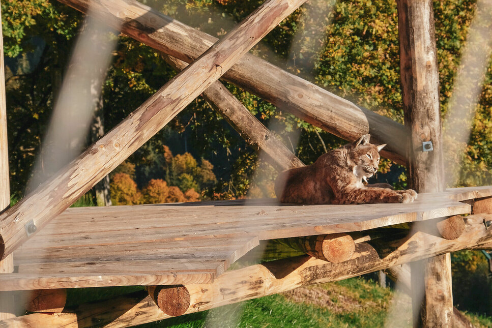 Ein Luchs liegt in der SOnne - Wildpark Aurach in Kitzbühel