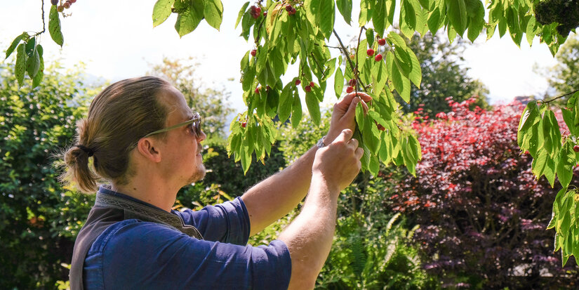 Ein Mann pflückt sorgfältig rote Früchte von einem Baum, umgeben von üppigem Grün und bunten Sträuchern im Hintergrund.